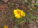 PICTURES/Wildflowers - Desert in Bloom/t_Poppy2.JPG